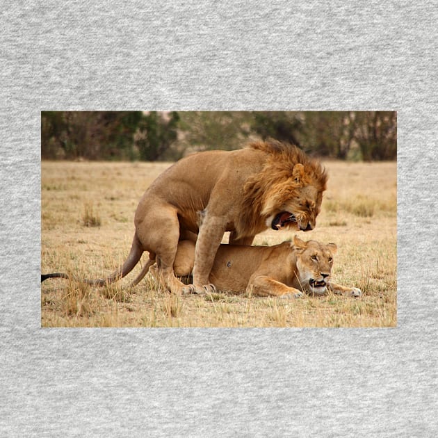 Domestic Violence. Lions Copulating, Maasai Mara, Kenya by Carole-Anne